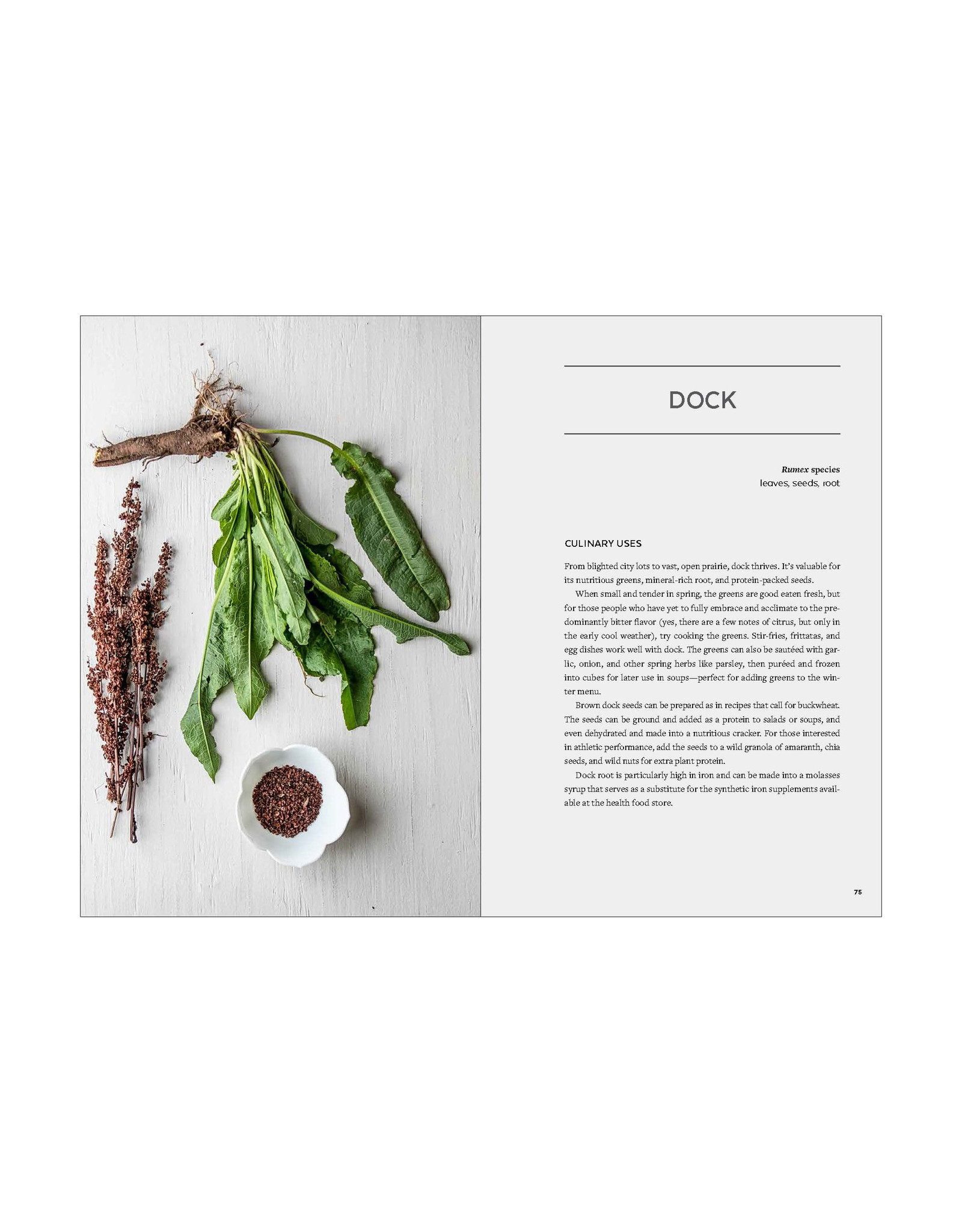 Urban Foraging