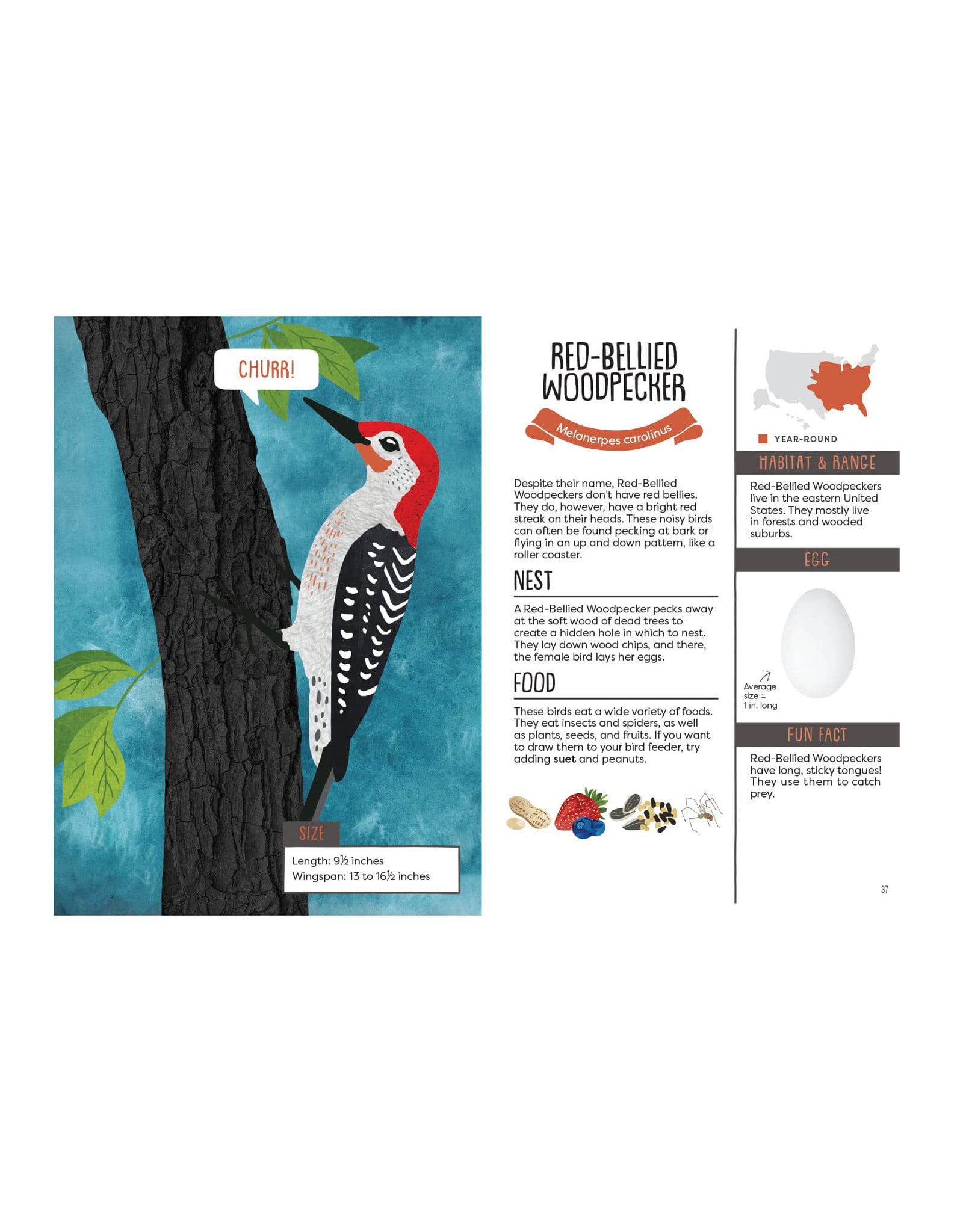Kid's Guide to Backyard Birds