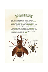 Kid's Guide to Backyard Bugs