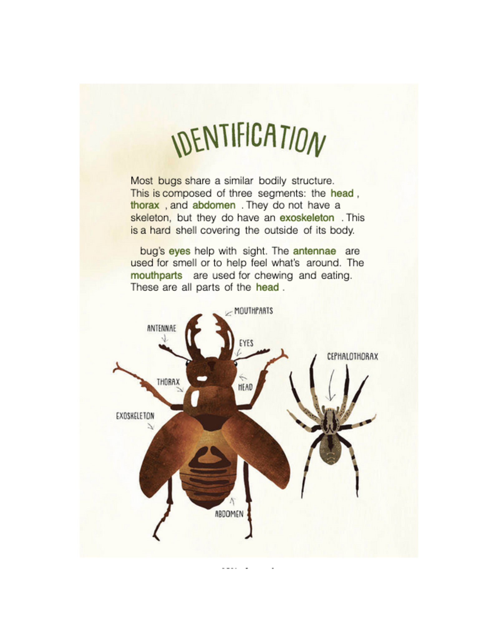 Kid's Guide to Backyard Bugs