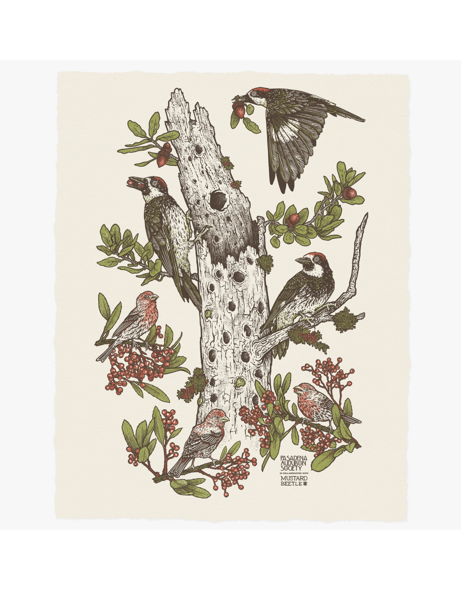 Chapparal Pasadena Audubon Print
