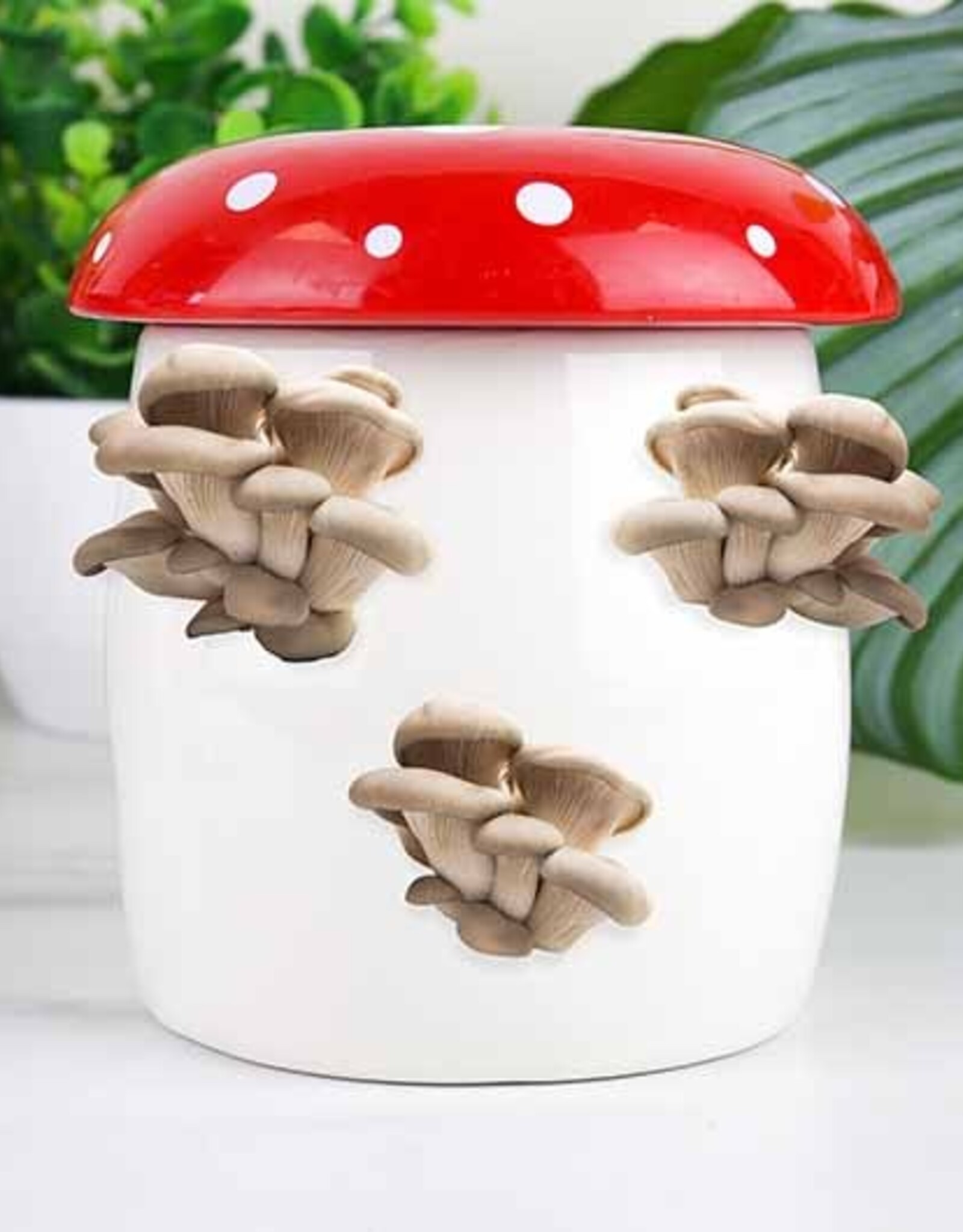Mushroom Grow Kit