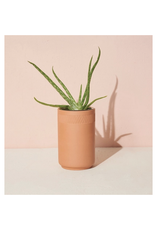 Terra Cotta Kit - Aloe Terra Cotta Kit - Aloe