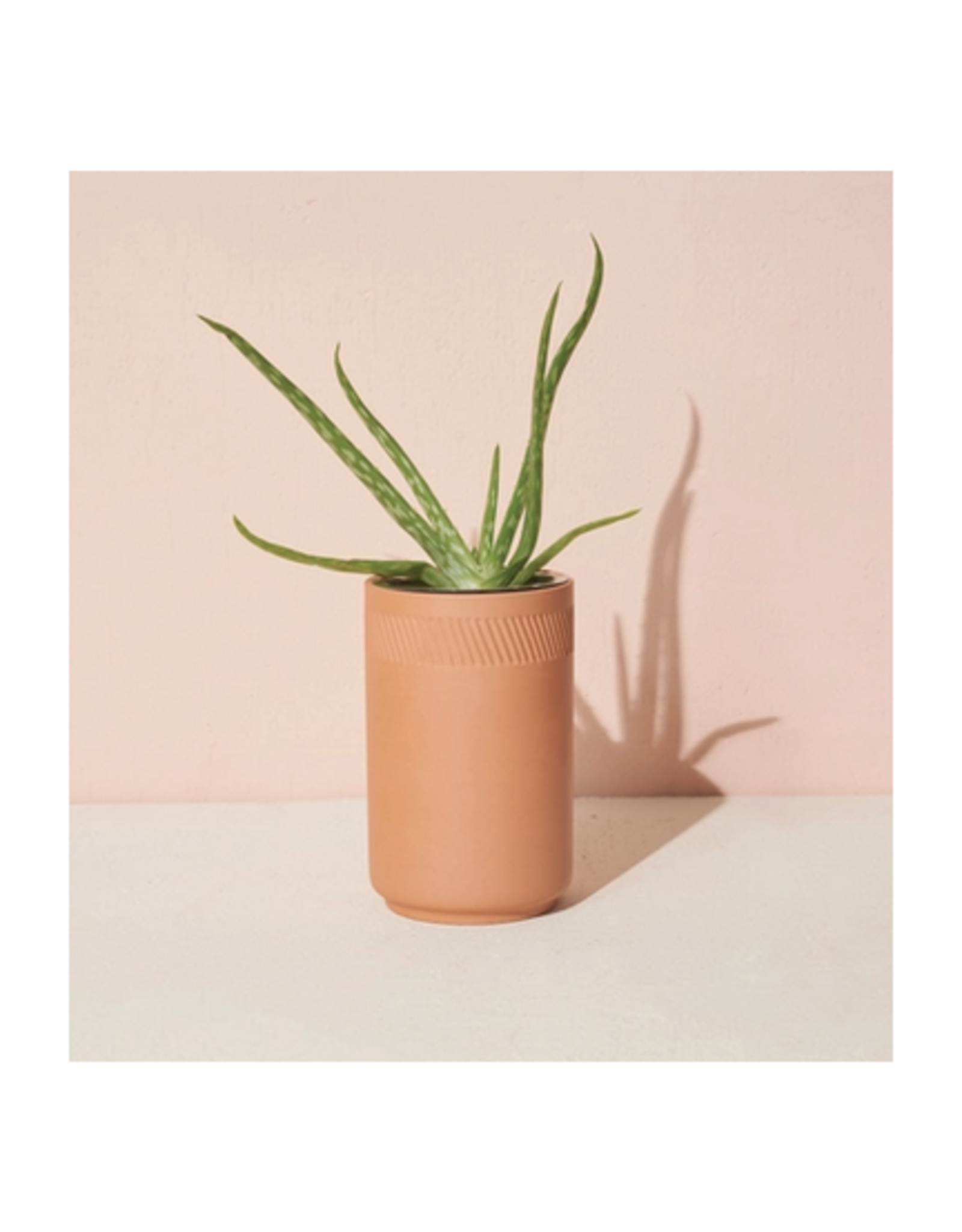Terra Cotta Kit - Aloe