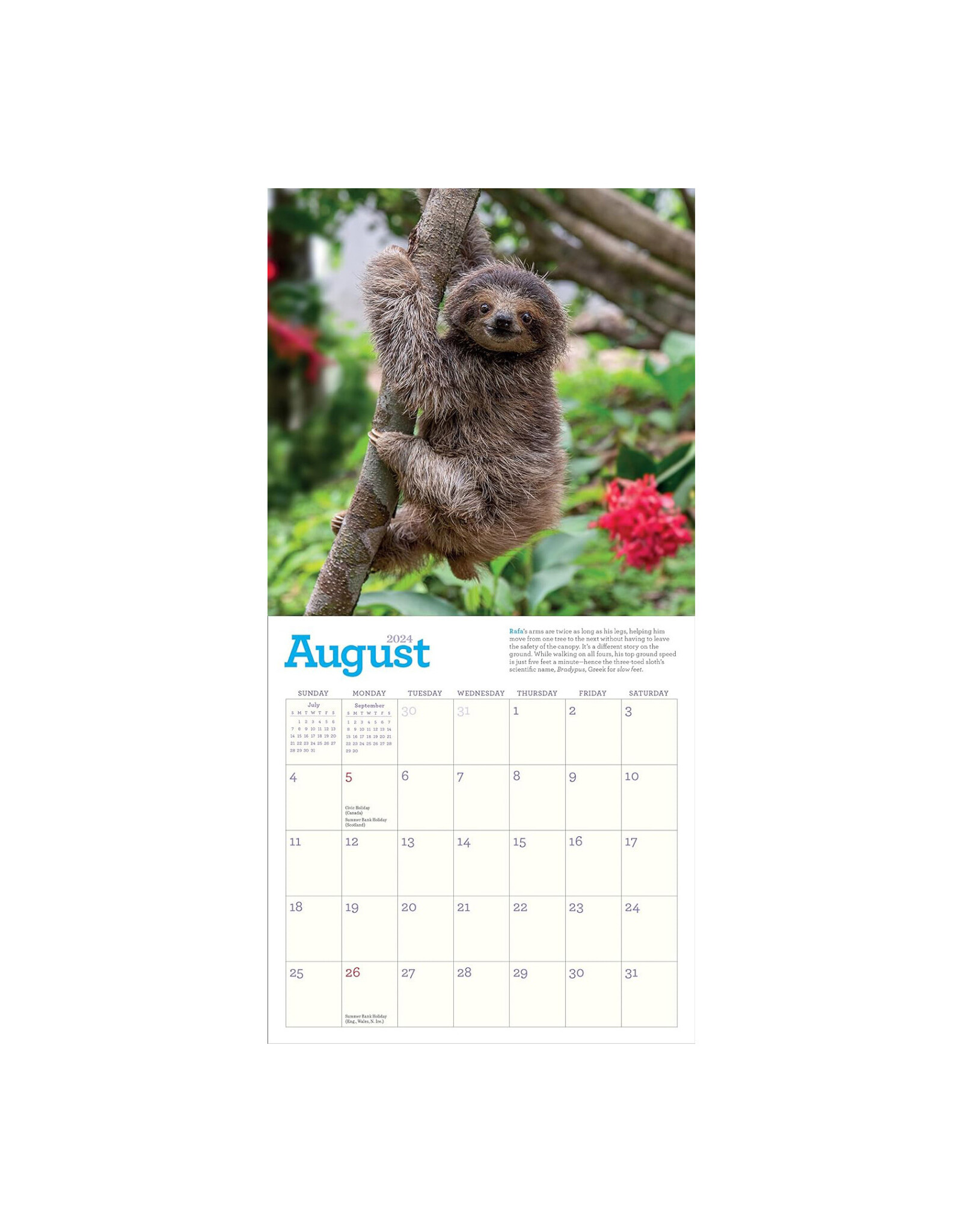 Original Sloths Mini Wall Calendar 2024 Home