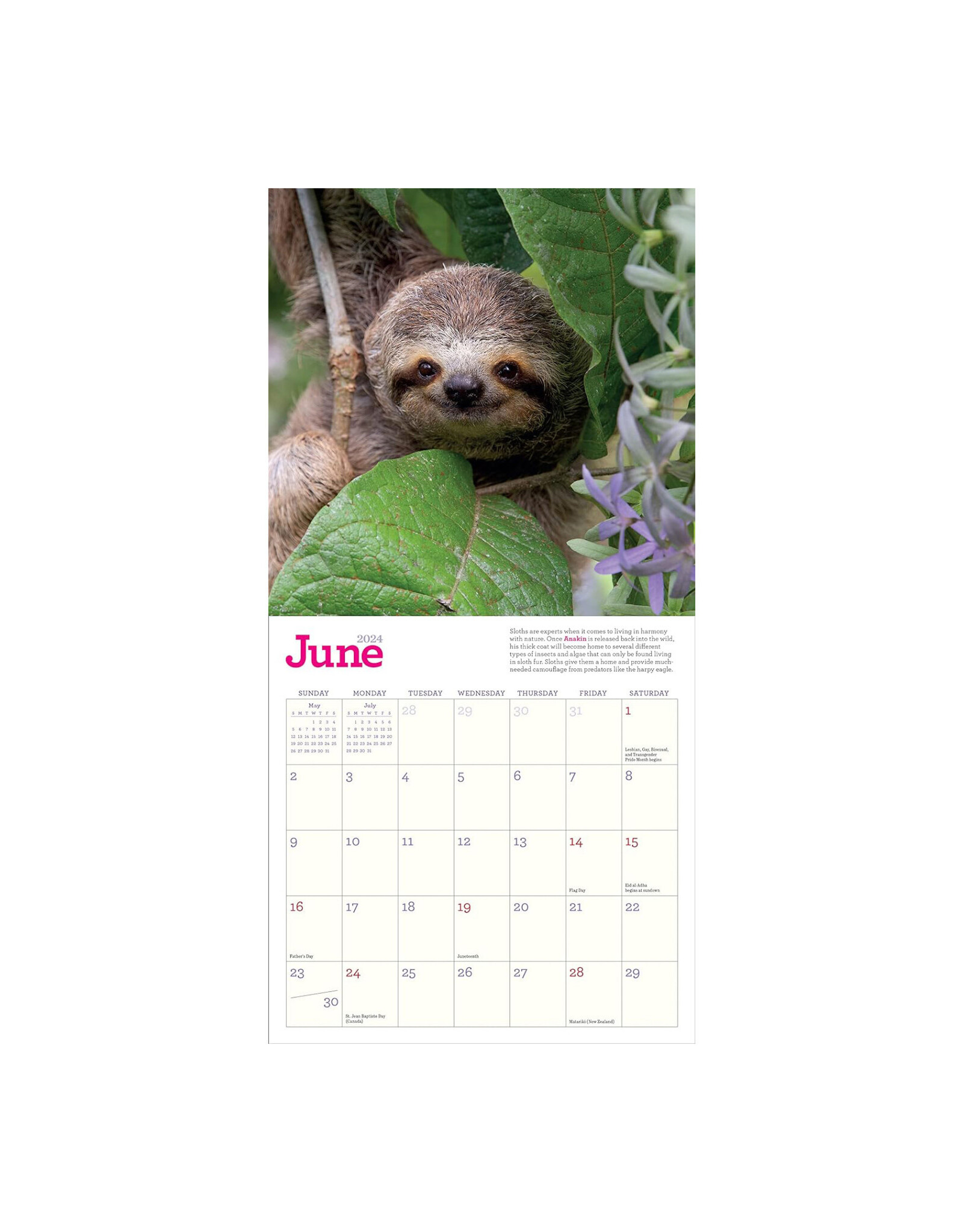 Original Sloths Mini Wall Calendar 2024 Home