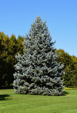Packaged Live Tree - Blue Spruce