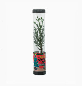Packaged Live Tree - Giant Sequoia