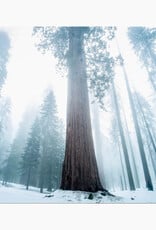 Packaged Live Tree - Giant Sequoia
