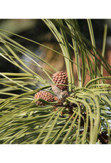 Seed Grow Kit - Ponderosa Pine