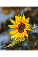 Seed Grow Kit - Sunflower