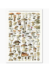 "Common Mushrooms" Print - 11 x 17"