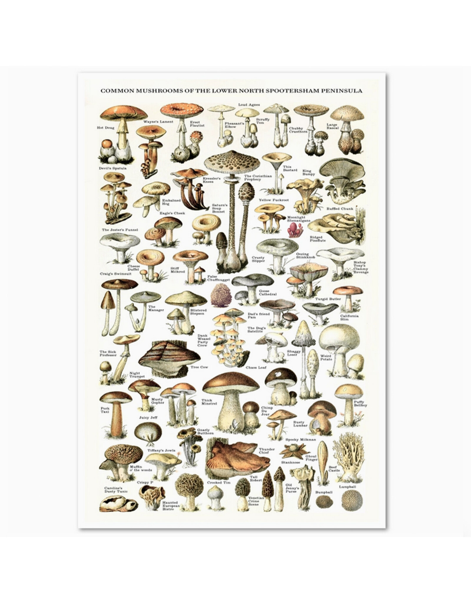 "Common Mushrooms" Print - 11 x 17"
