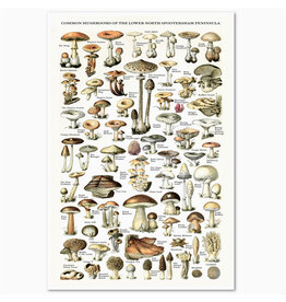 "Common Mushrooms" Print - 11 x 17"