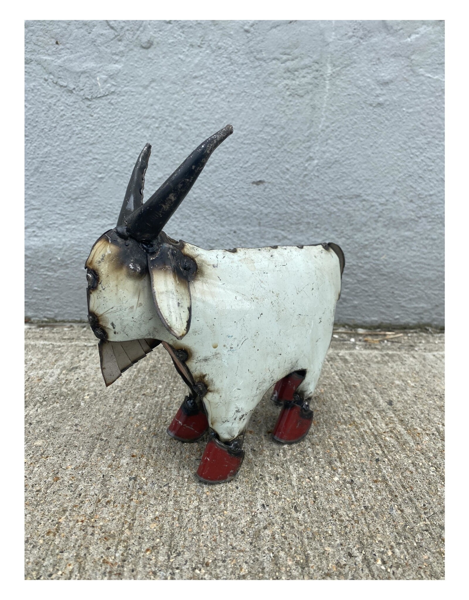 Mini Goat