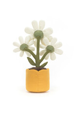 Amuseable Daisy
