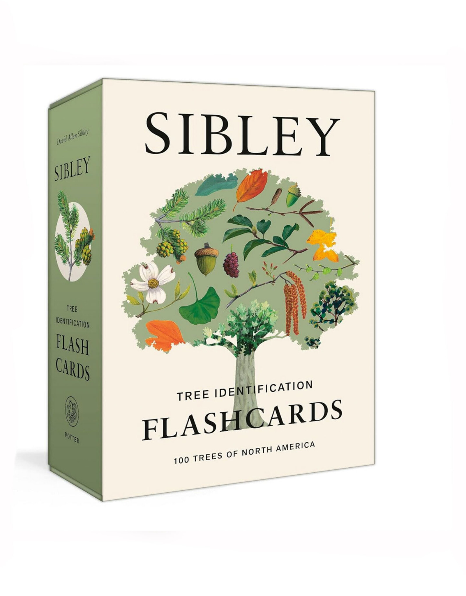 Sibley Tree Identification Flashcards