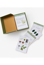 Sibley Tree Identification Flashcards