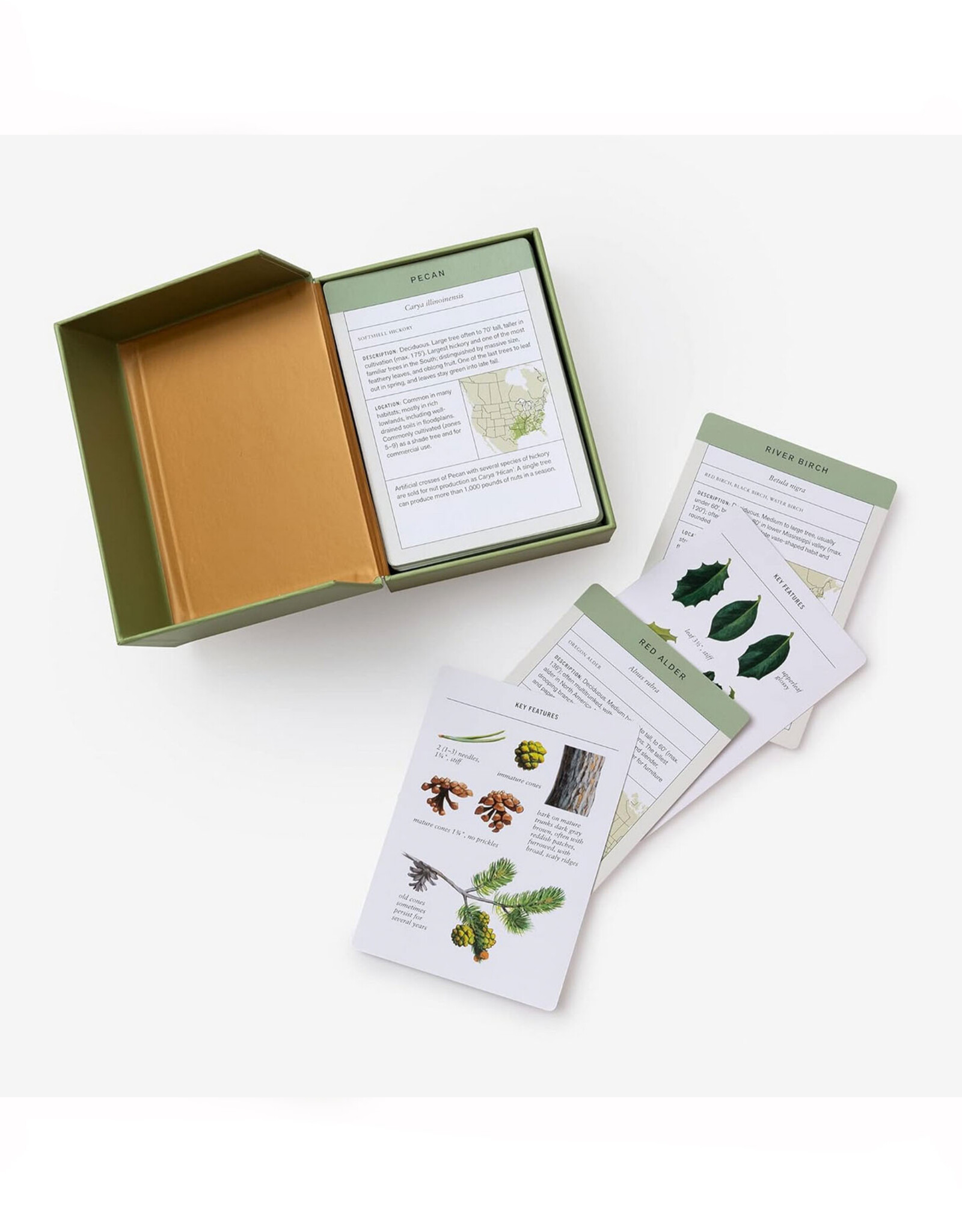 Sibley Tree Identification Flashcards