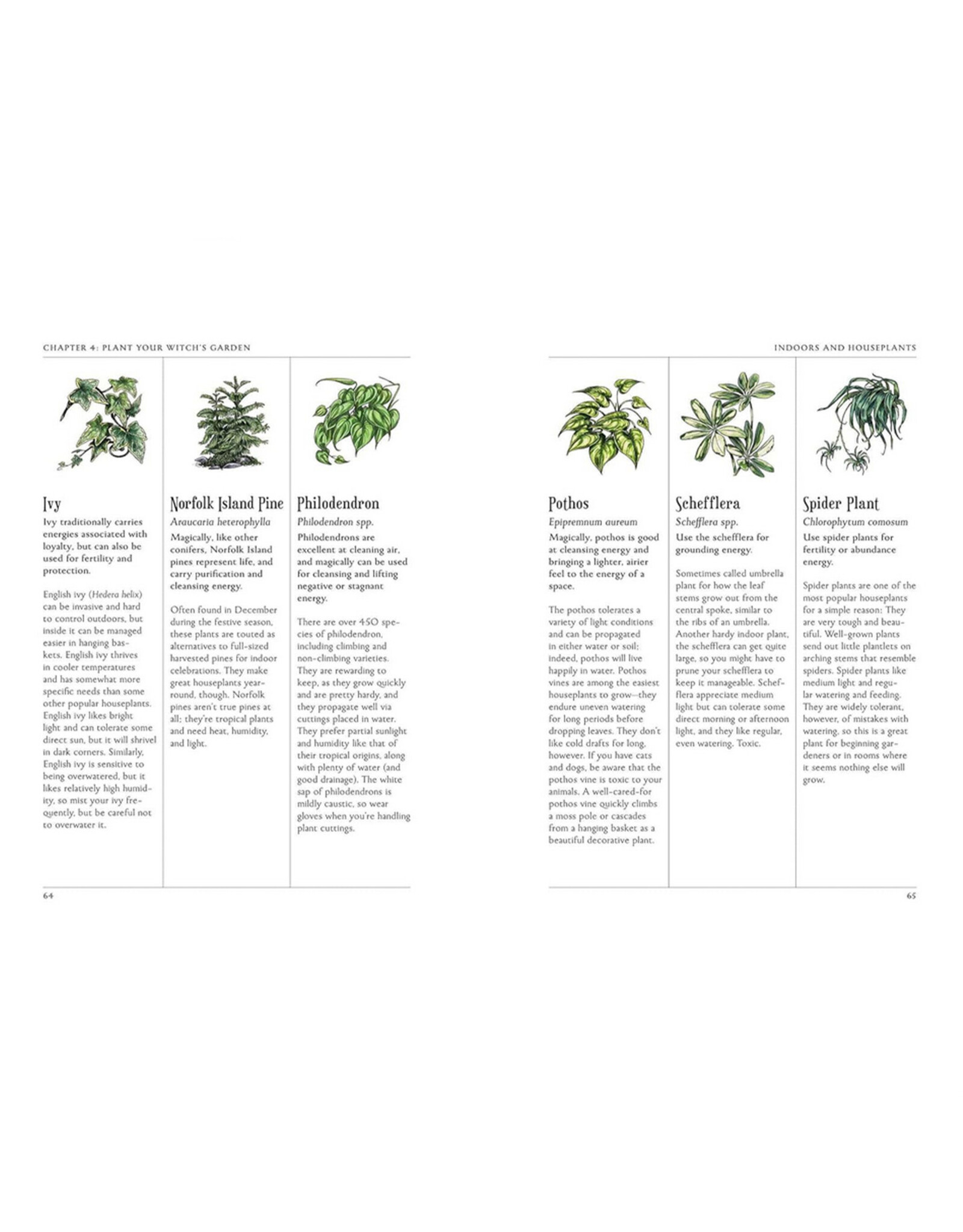 The Green Witch's Garden