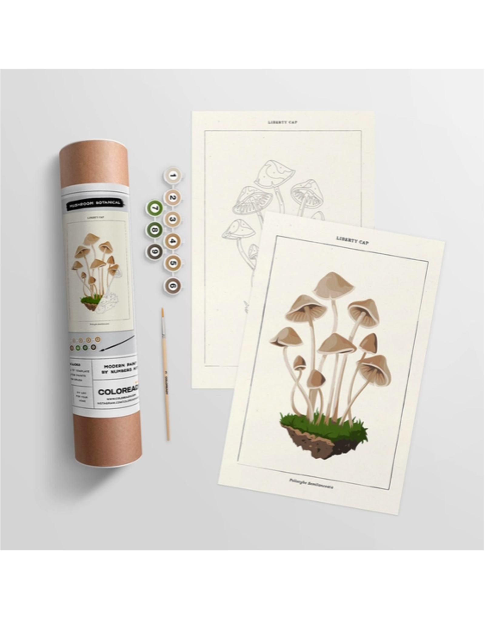 Mushroom Botanical - Paint By Numbers Kit