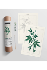 Cannabis Botanical - Paint By Numbers  Kit Cannabis Botanical - Paint By Numbers  Kit