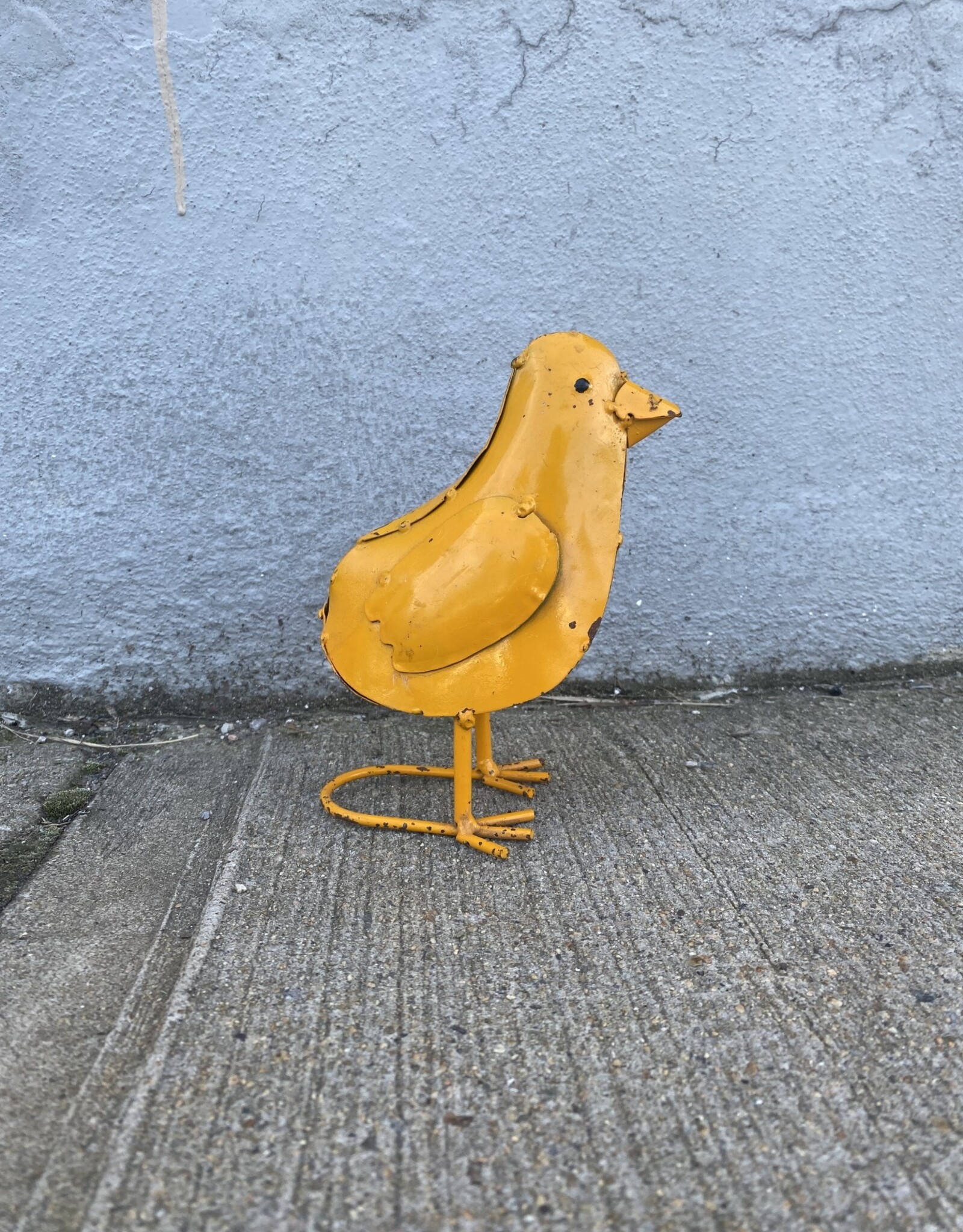 All Yellow Chick