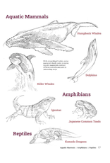 How to Draw Animals
