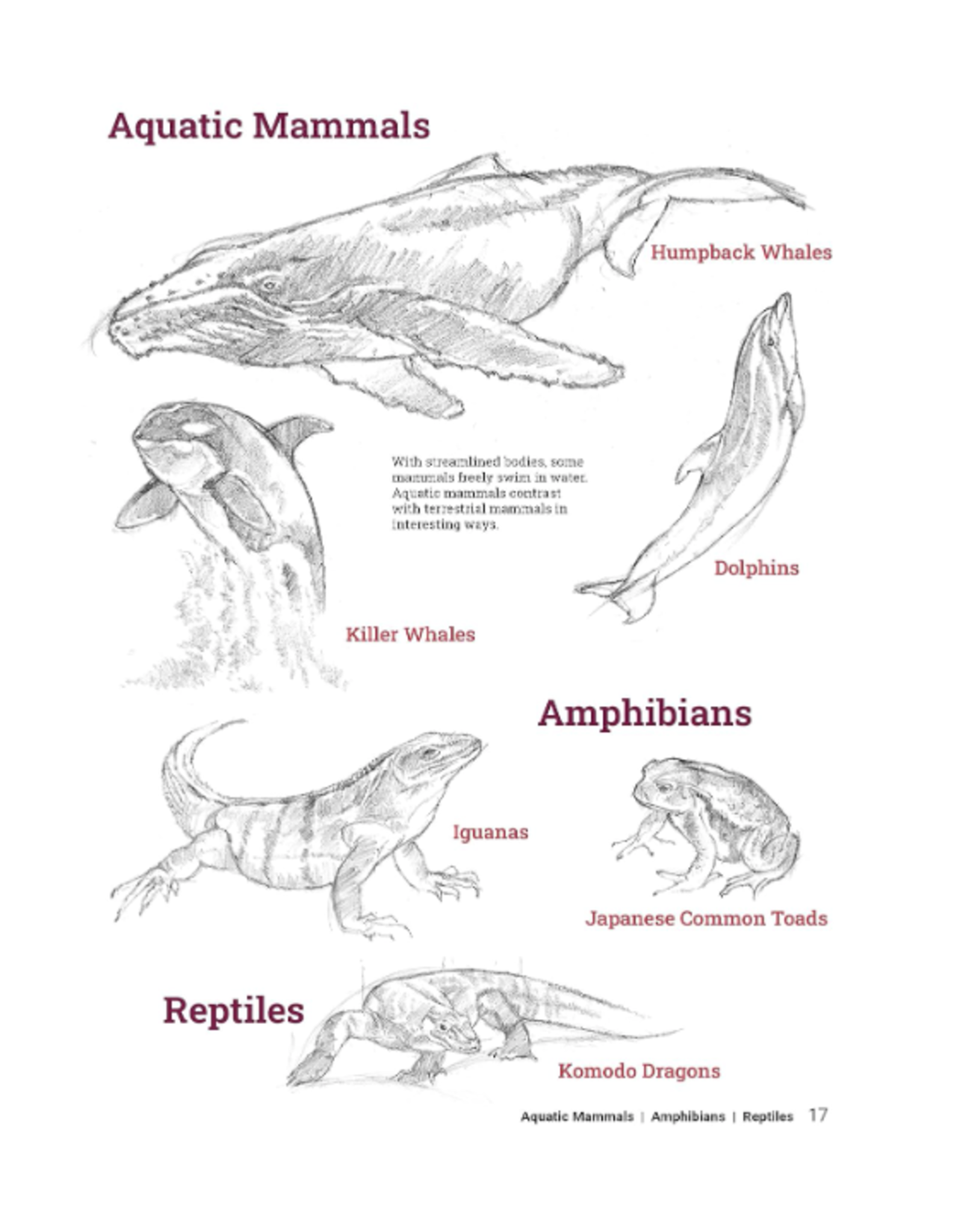 How to Draw Animals