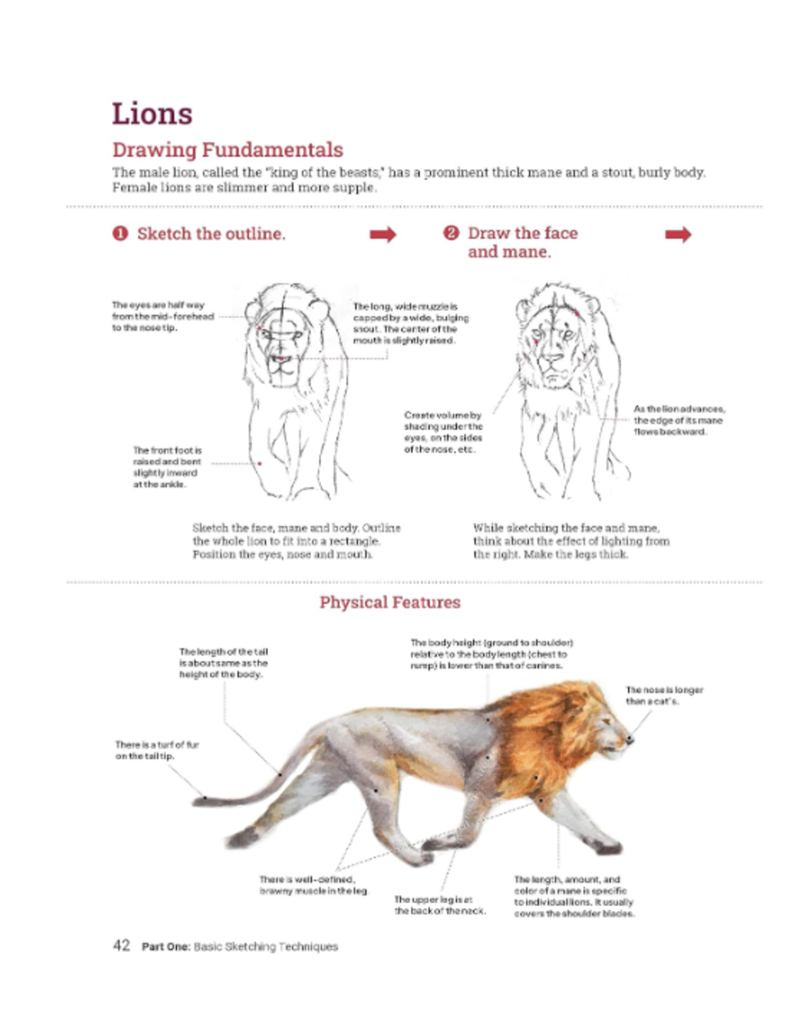 How to Draw Animals