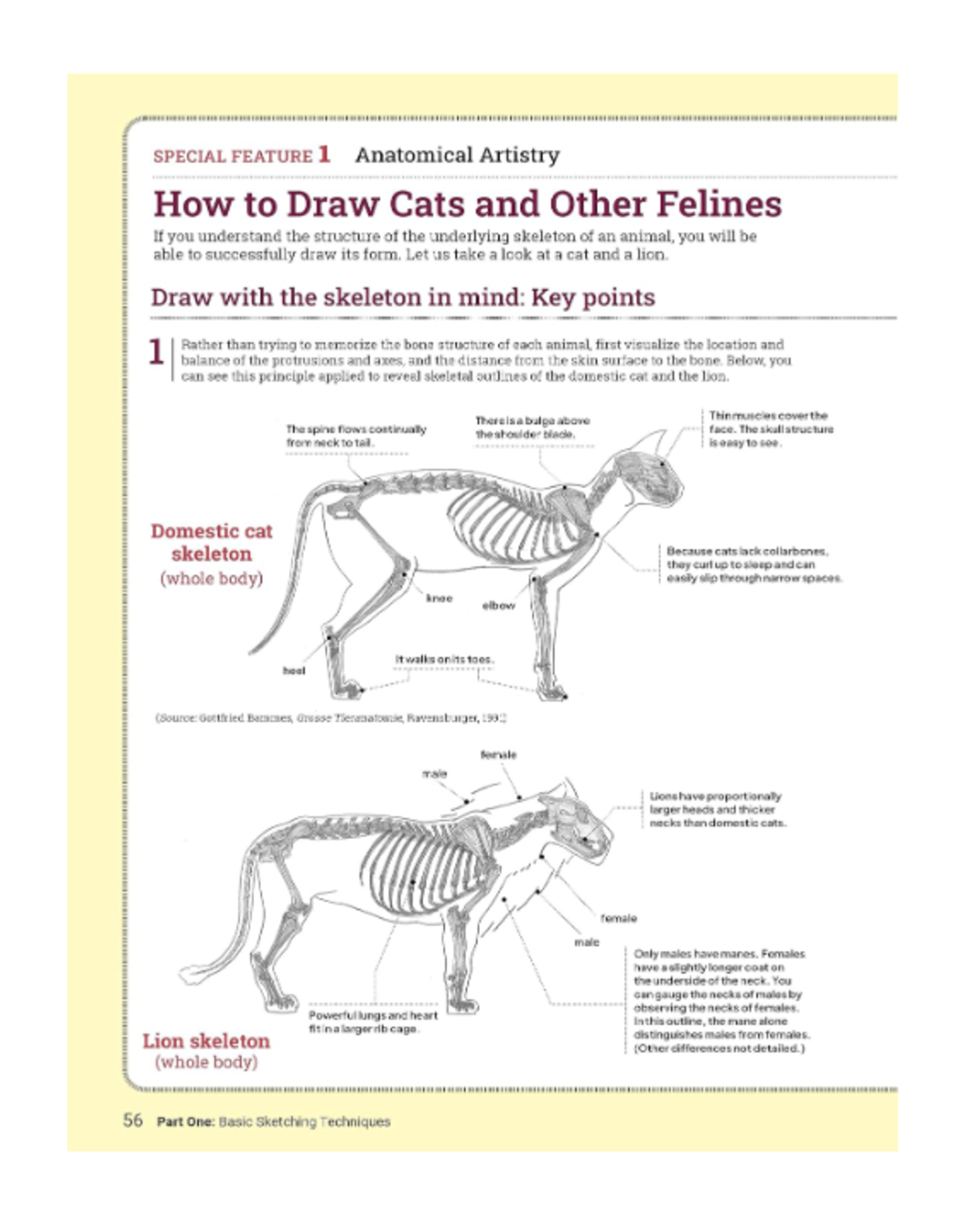 How to Draw Animals