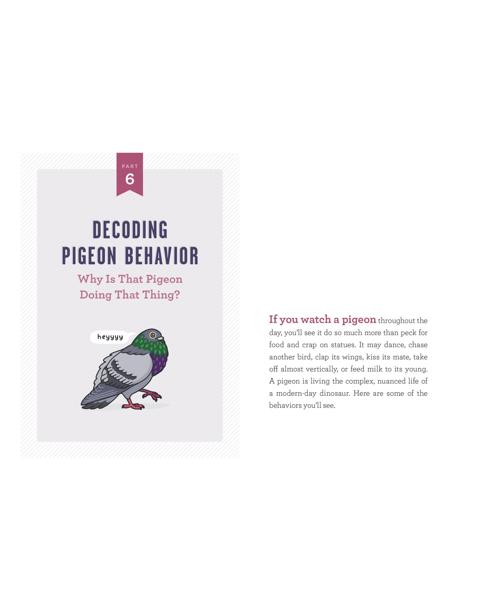 A Pocket Guide to Pigeon Watching