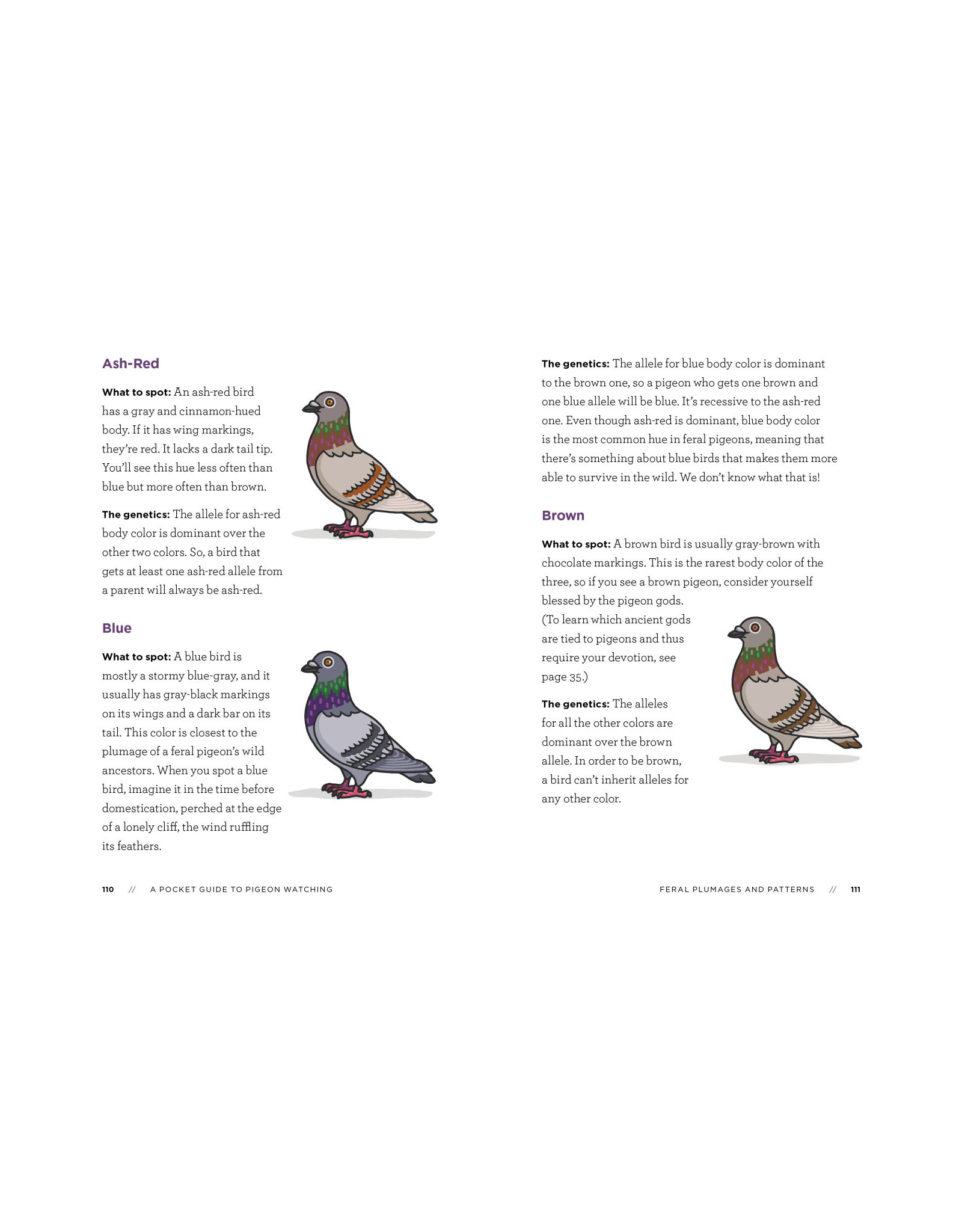 A Pocket Guide to Pigeon Watching