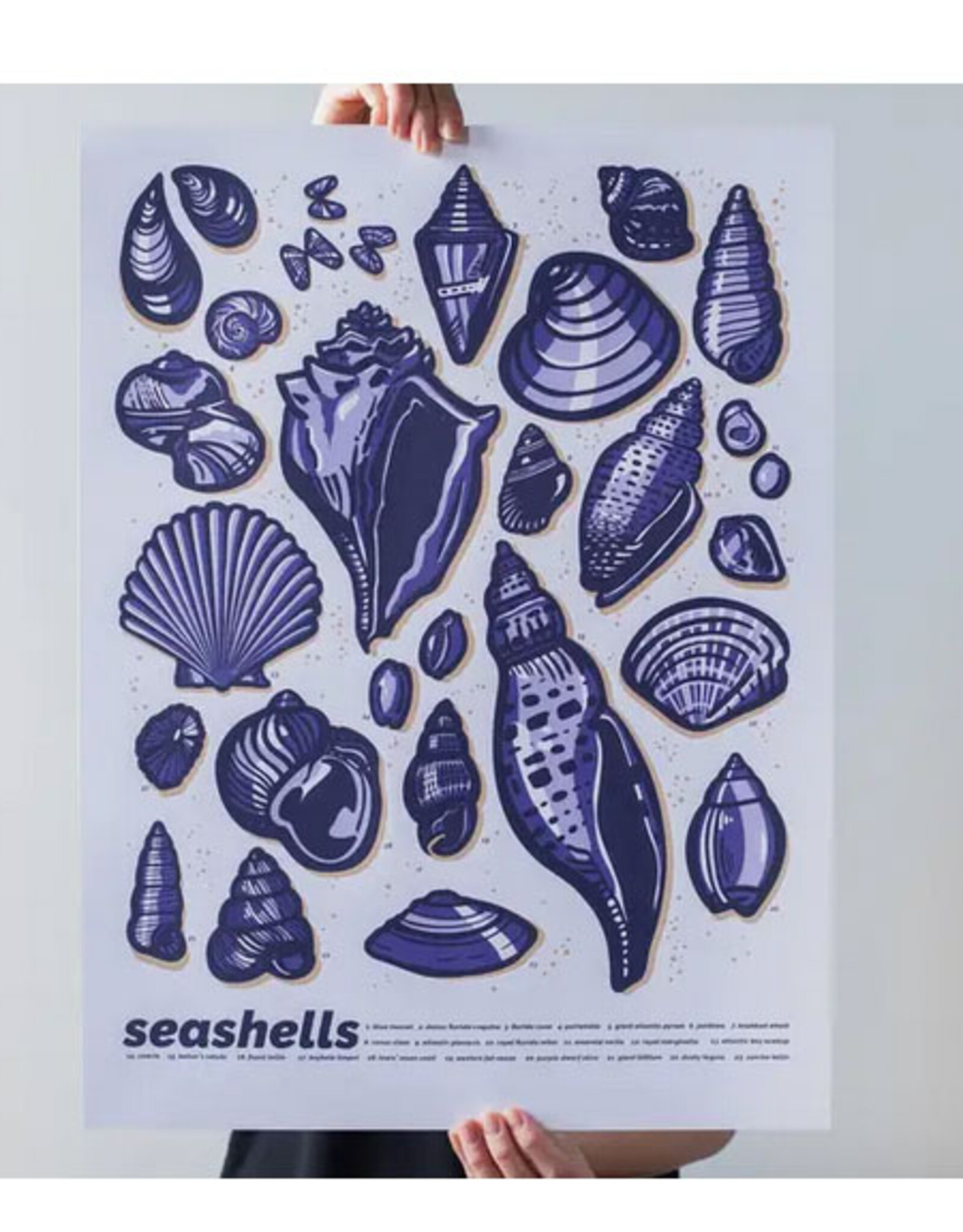 Seashells Print