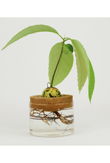 Avocado Grow Kit