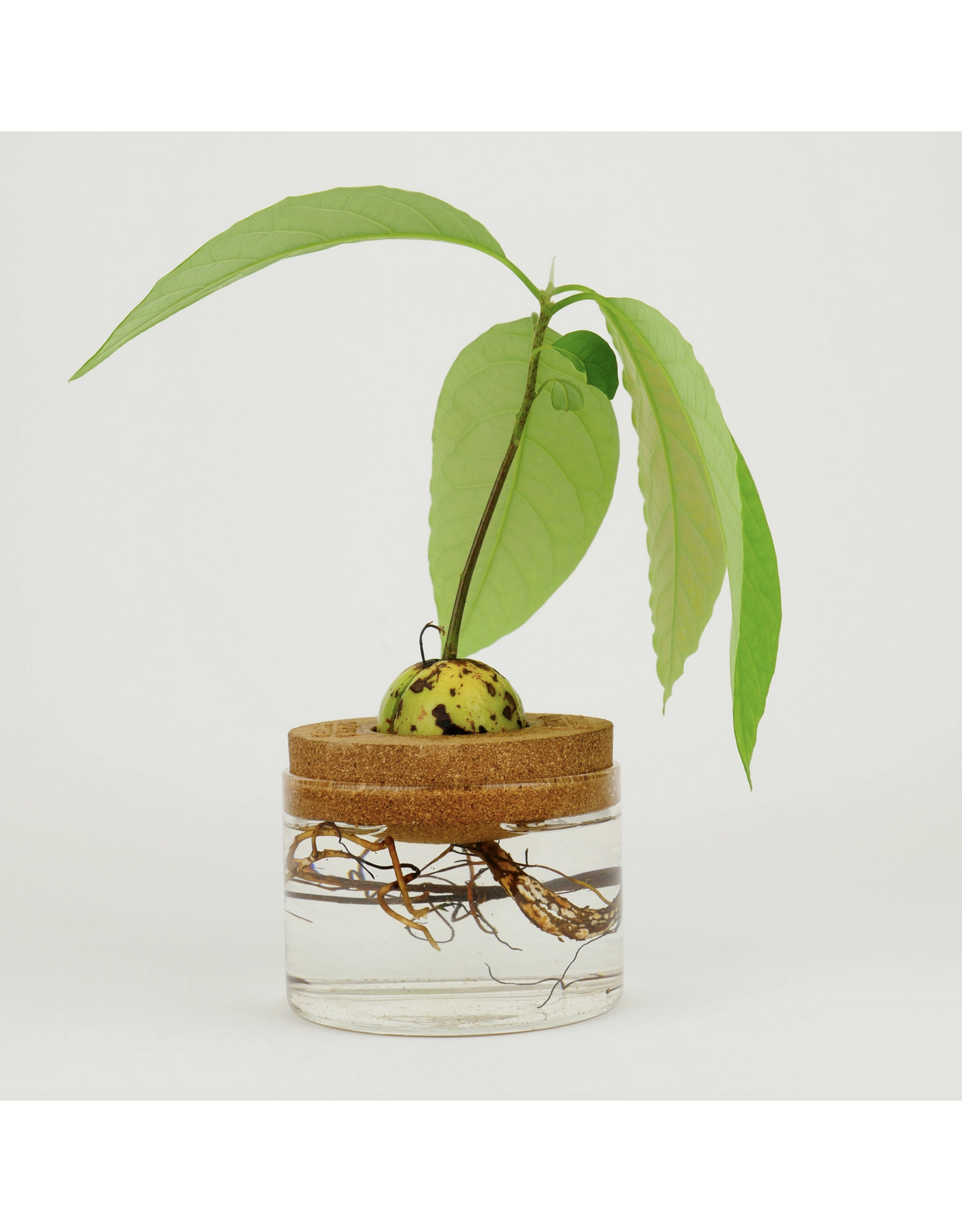 Avocado Grow Kit
