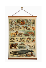 Mammiferes (Mammals) Canvas Print Mammiferes (Mammals) Canvas Print