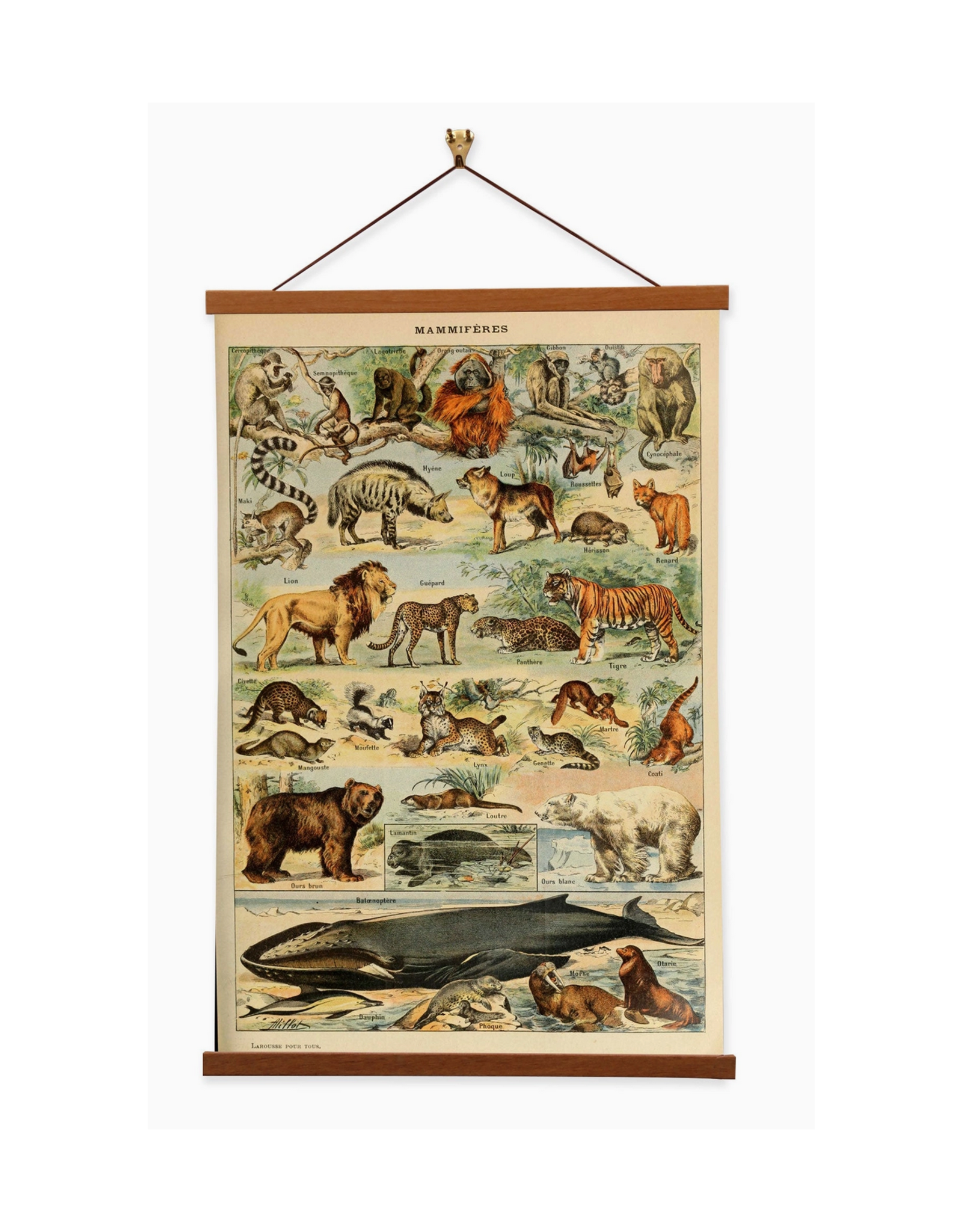 Mammiferes (Mammals) Canvas Print