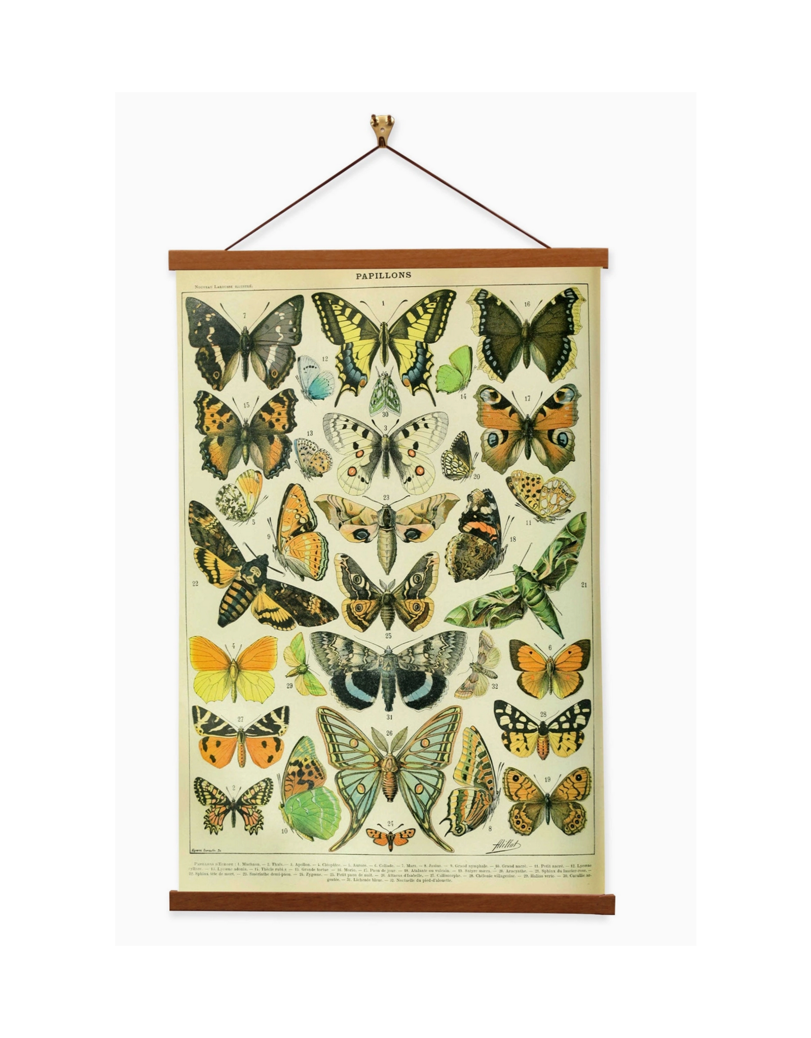 Papillons Set C Canvas Print