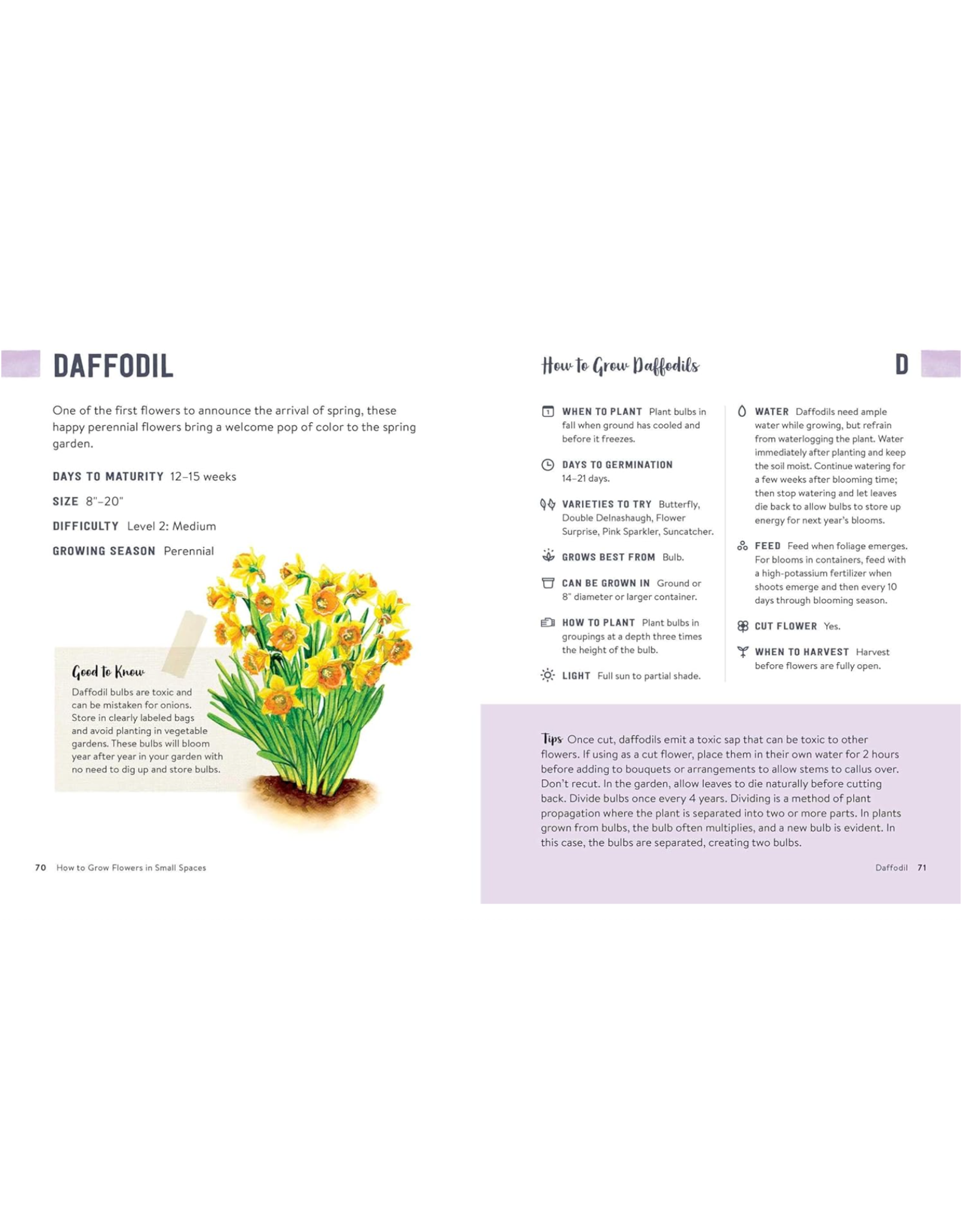 How To Grow Flowers In Small Spaces