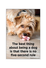 Best Thing About Being a Dog Magnet