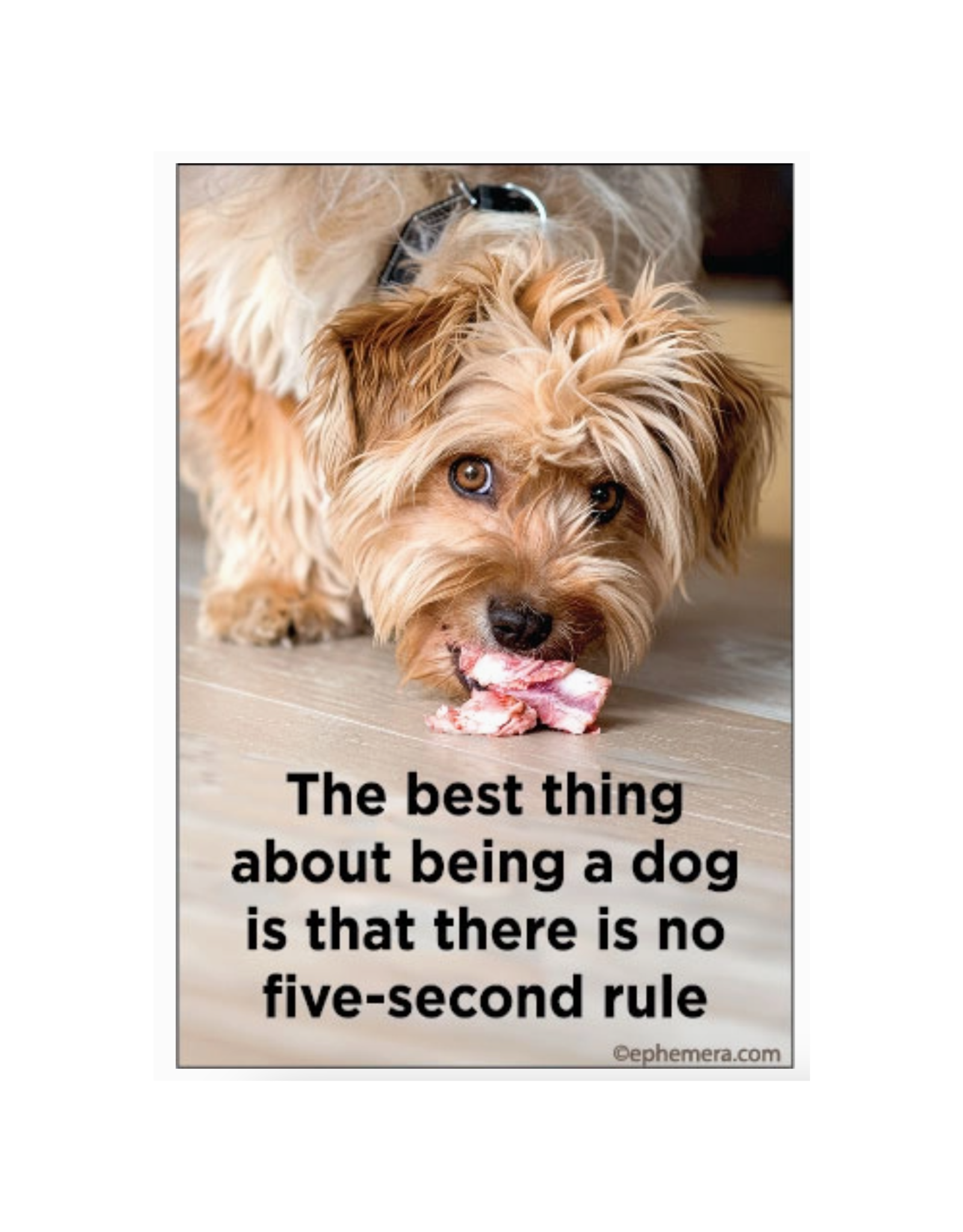 Best Thing About Being a Dog Magnet