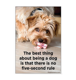 Best Thing About Being a Dog Magnet