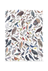 Birds of Eastern/Central North America 1000 Piece Puzzle