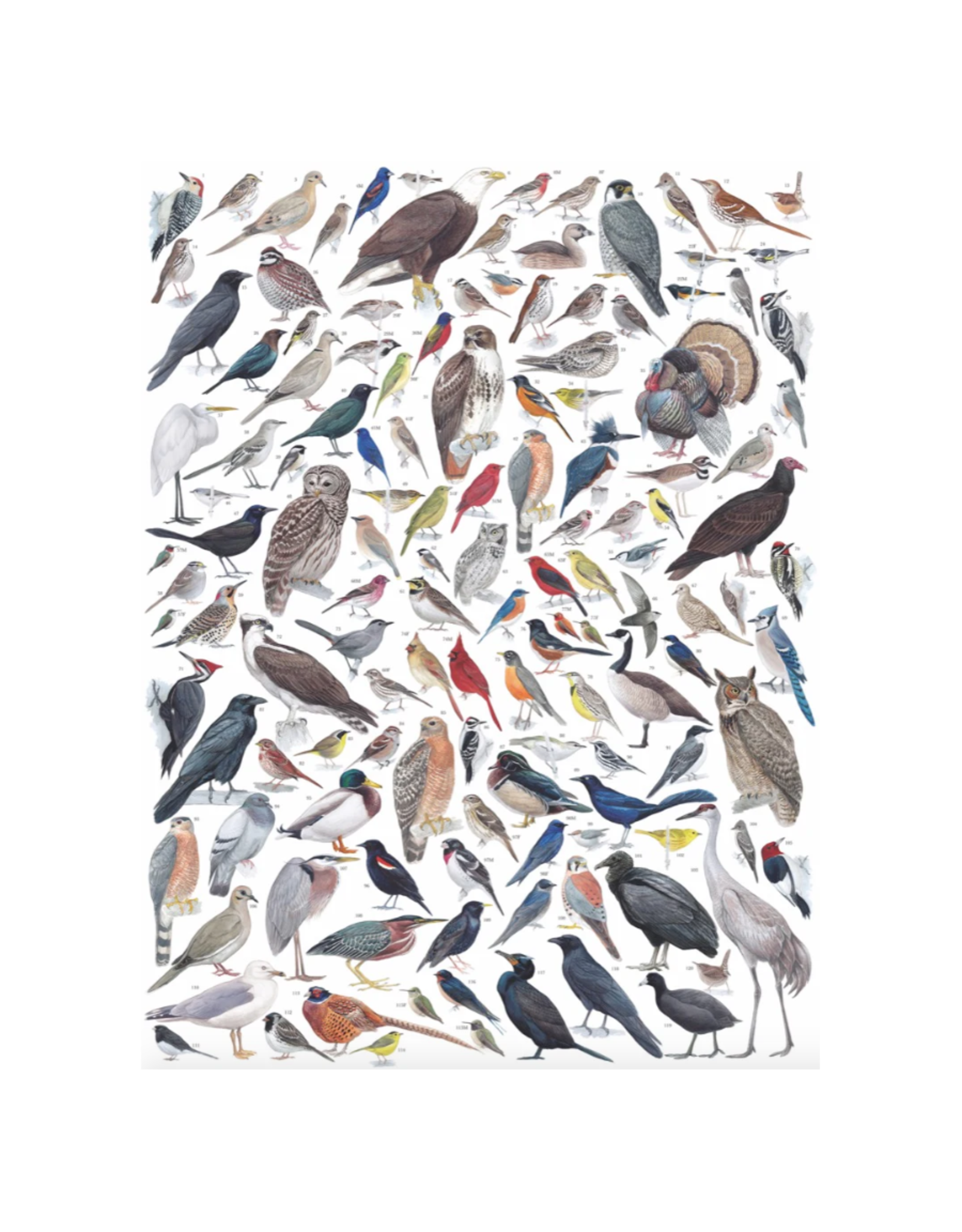 Birds of Eastern/Central North America 1000 Piece Puzzle
