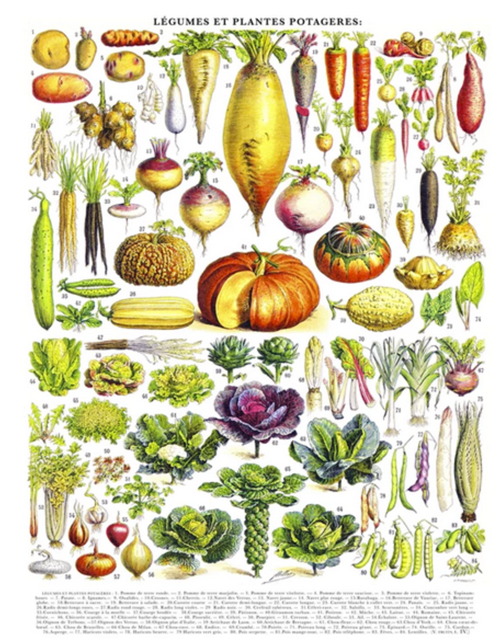 Vegetables Legumes - 1000 Piece Puzzle