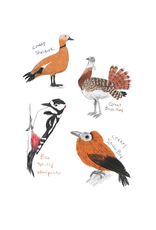 Field Guide to Dumb Birds Sticker Book
