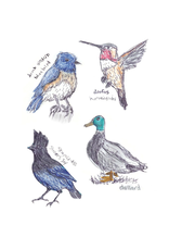Field Guide to Dumb Birds Sticker Book