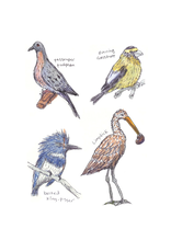 Field Guide to Dumb Birds Sticker Book