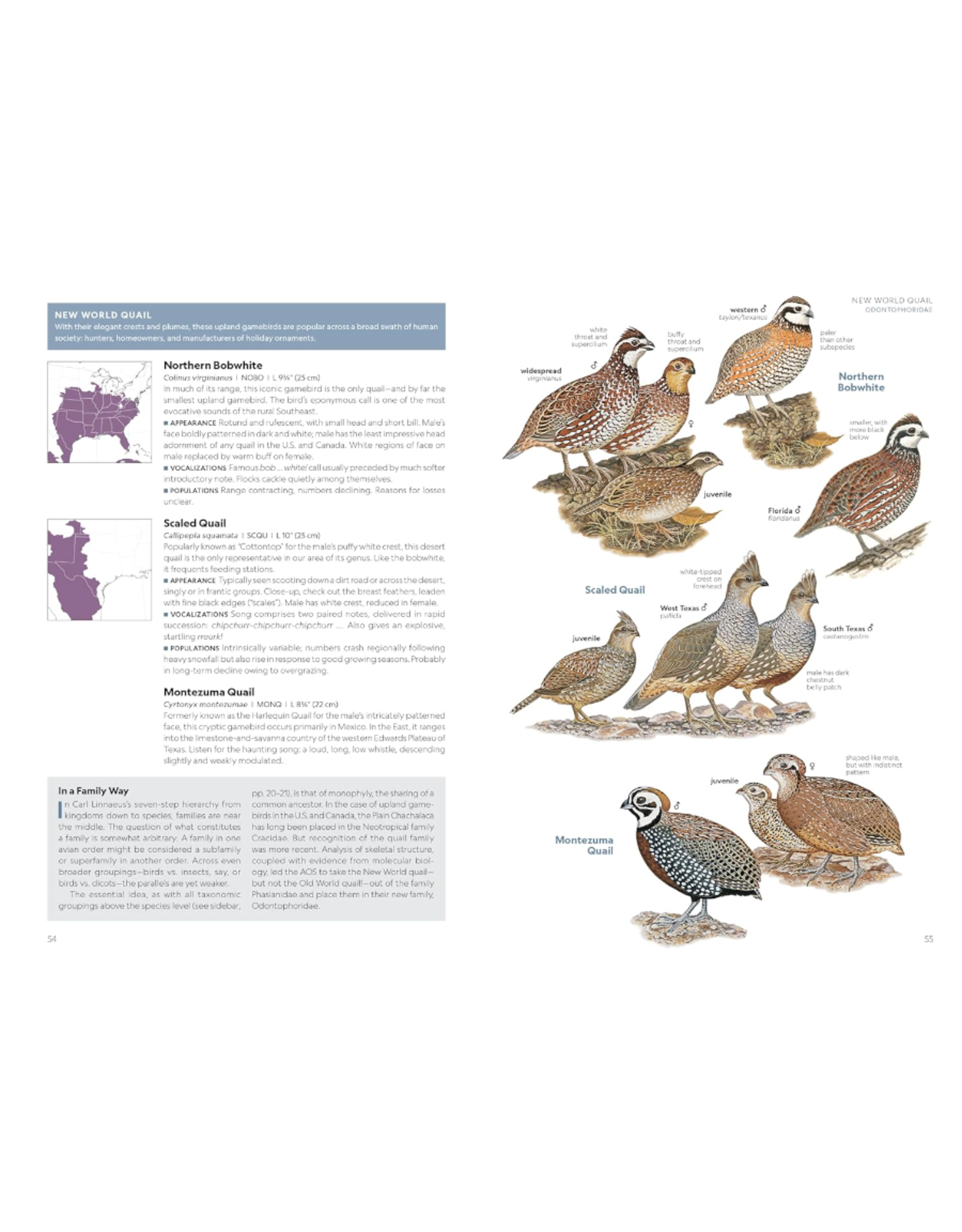 Field Guide to the Birds of the US & Canada - East